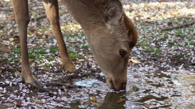 Slowmotion鹿在日本粉红色樱花的水坑上喝水