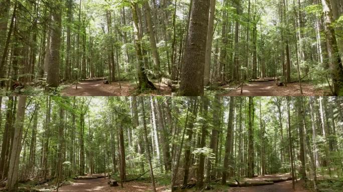 穿过树林的小路。美丽的视频，郁郁葱葱的森林，山上有各种树木和植物。