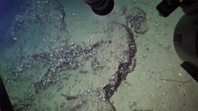 从太平洋科科斯岛的潜艇看海底螃蟹。