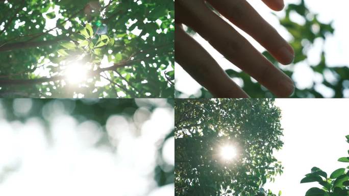 阳光透过树叶空镜头