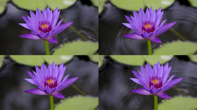 特写紫莲在荷塘中央