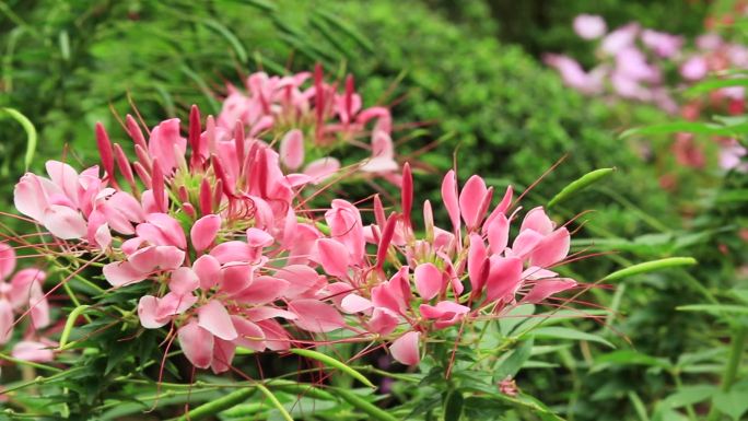 粉色醉蝶花红色花朵粉红花朵