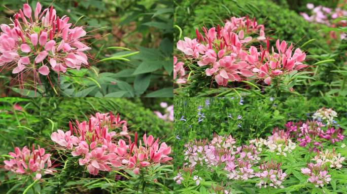 粉色醉蝶花红色花朵粉红花朵