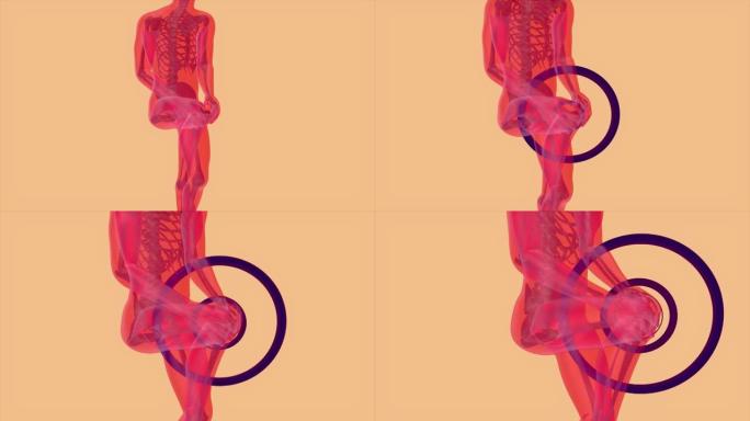 膝关节疼痛的4k解剖学概念