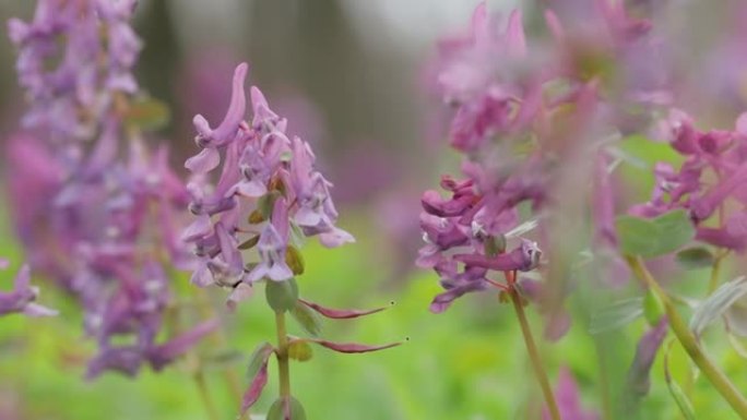 福梅沃特 (延胡索)。延胡索的花，fumewort。紫堇紫色田花在风中摇曳