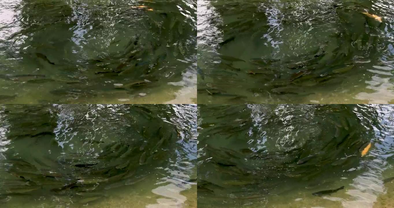 人工池塘养殖鳟鱼