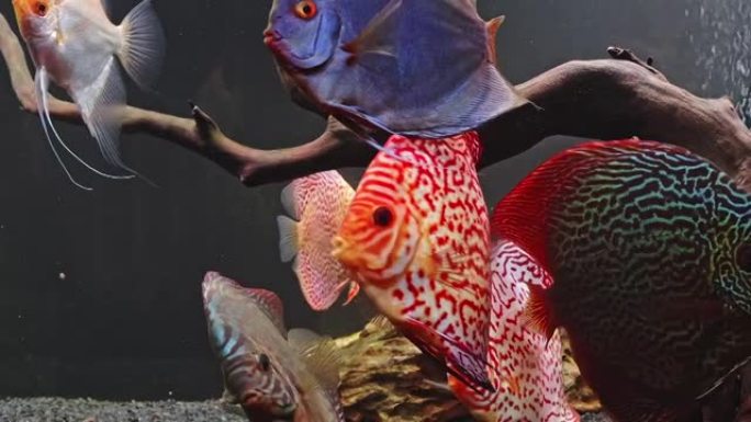 铁饼鱼和天使鱼在250l水族馆4k镜头中游泳
