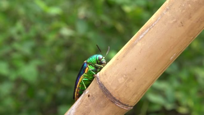 宝石甲虫特写野生动物保护动物