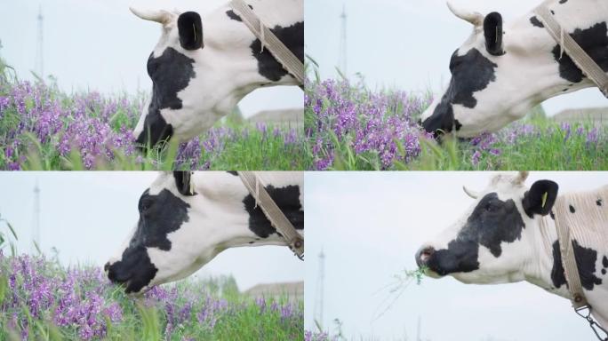 黑白乳牛在草地上嚼草和紫色野花，慢动作。牛头特写。牧场中的牛