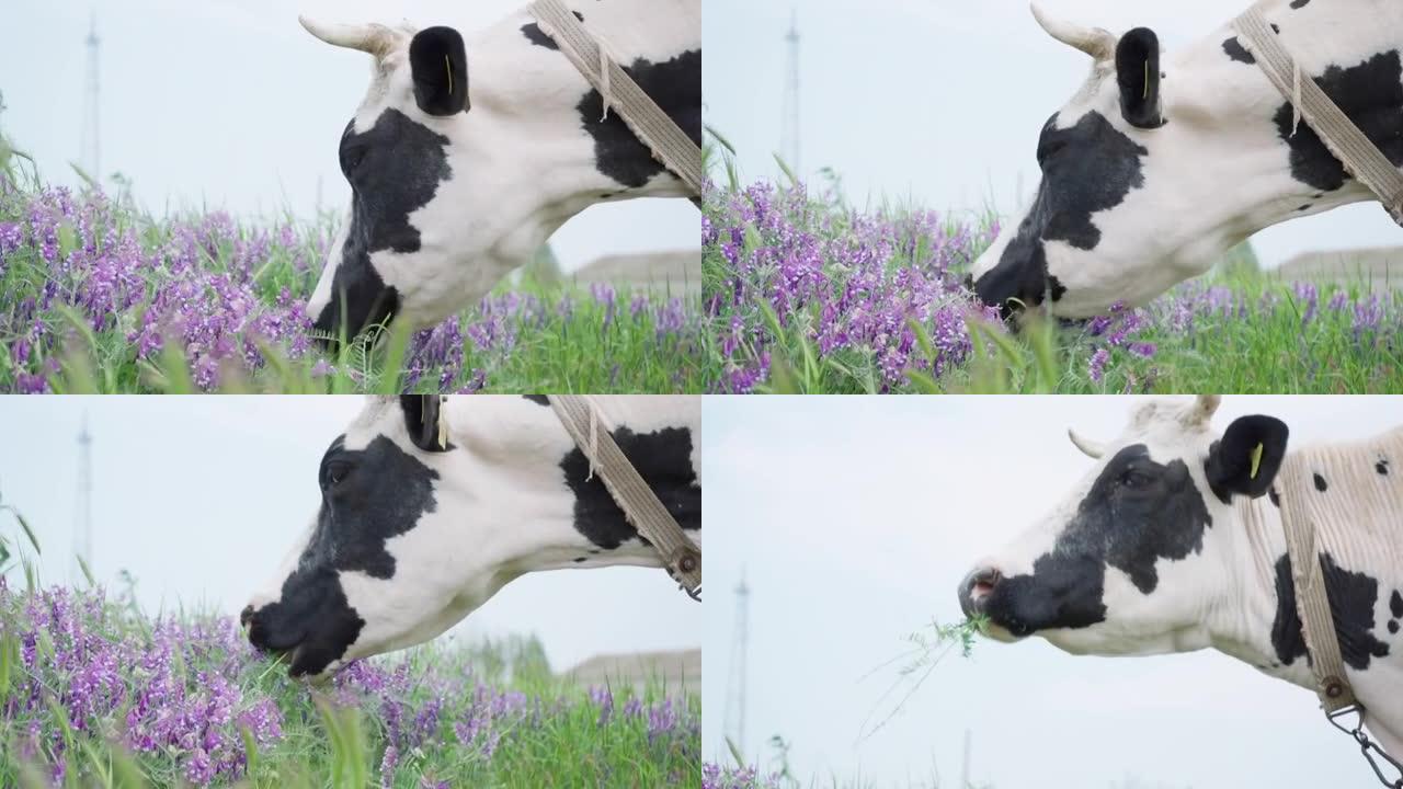 黑白乳牛在草地上嚼草和紫色野花，慢动作。牛头特写。牧场中的牛