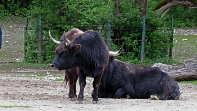 Aurochs，Bos primigenius taurus在德国公园-国内高地牛