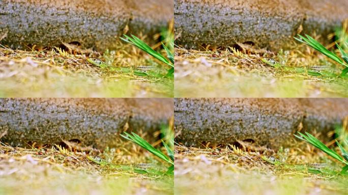 晴天在草地上的绿色蜥蜴的特写镜头。