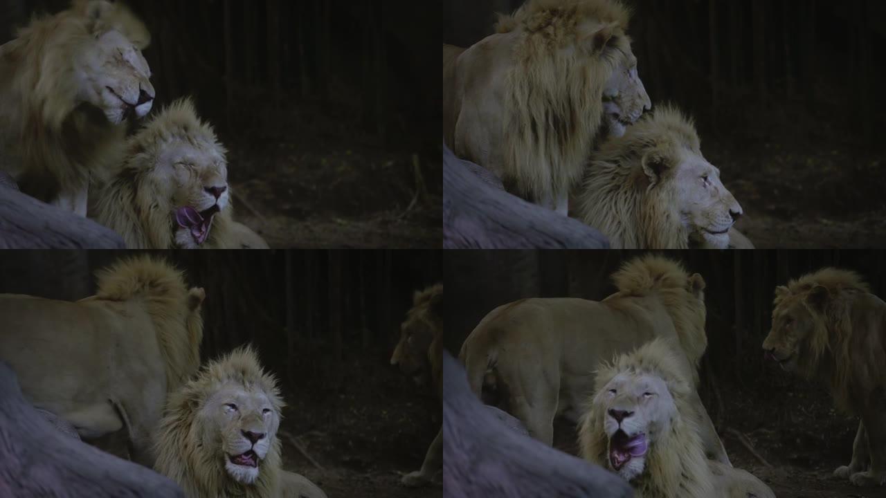 行为狮子