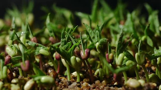 绿豆在温室农业中关闭发芽的延时新生豆