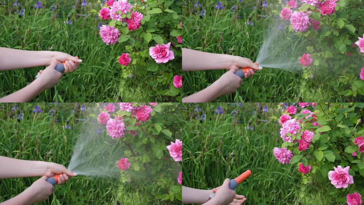 孩子在花园里给玫瑰丛浇水