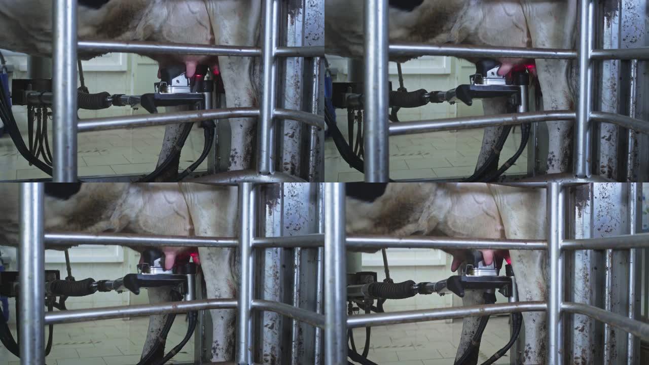 挤奶的自动机器机器人。谷仓里的牛。