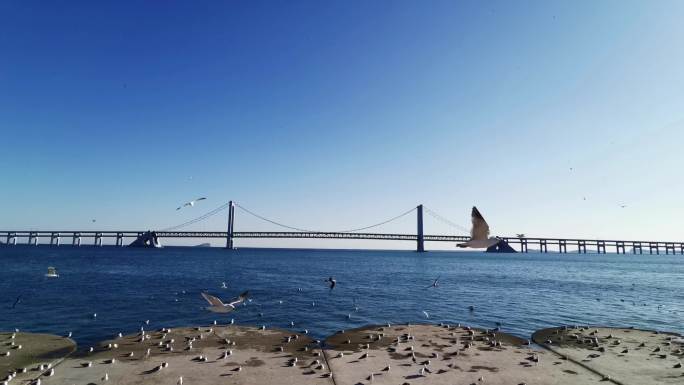 海边大桥海鸥飞翔