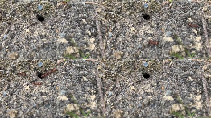 蚂蚁将小石头从地下洞穴中拖出。