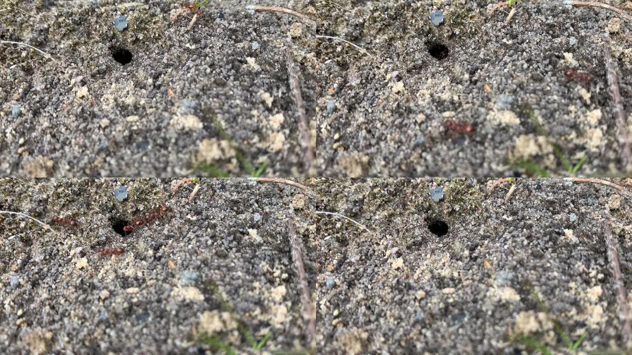 蚂蚁将小石头从地下洞穴中拖出。