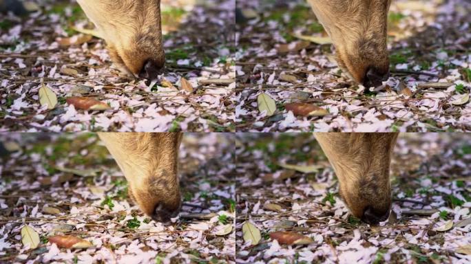 鼻子鹿的慢动作正在日本奈良公园吃森林的叶子。