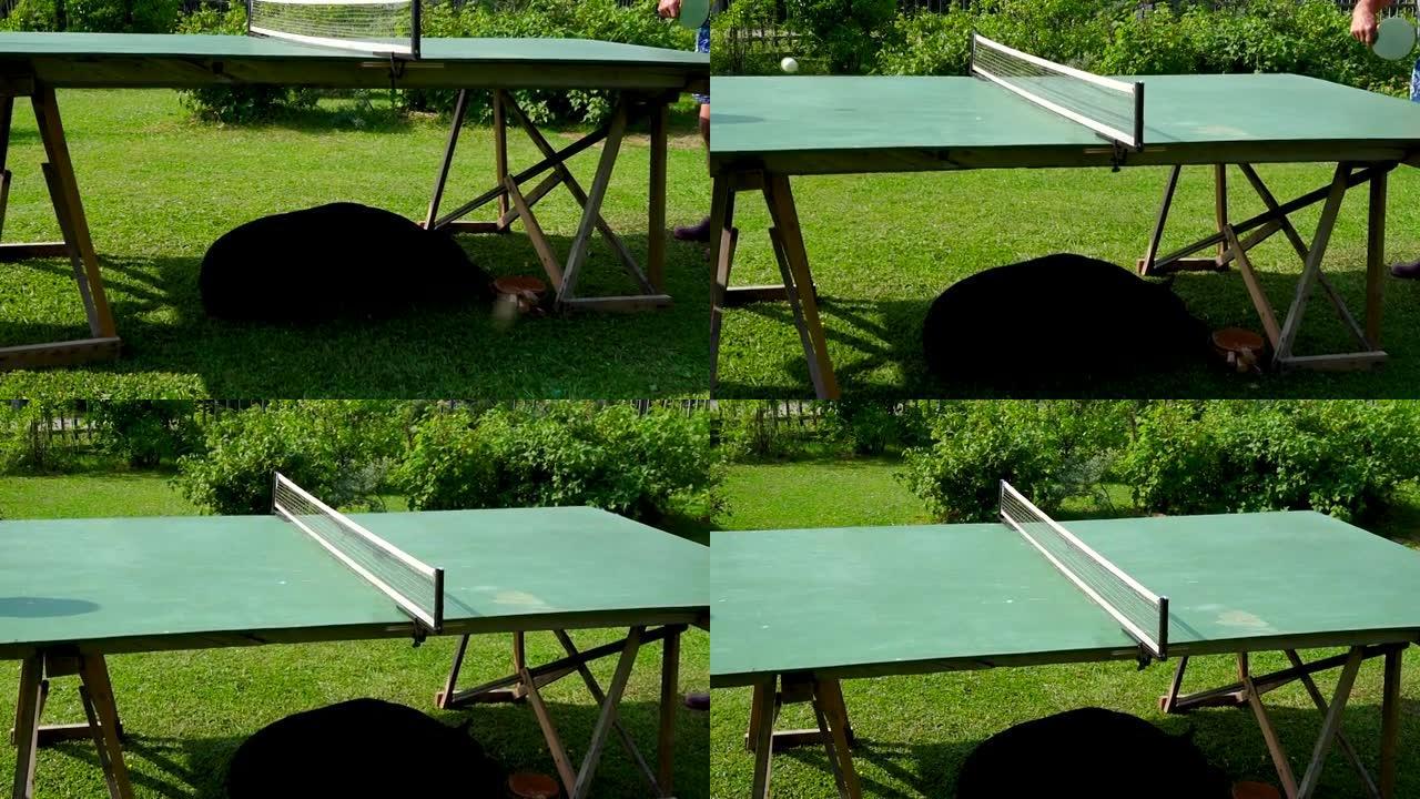 乒乓球在桌子上慢速跳跃，狗在桌子下睡觉