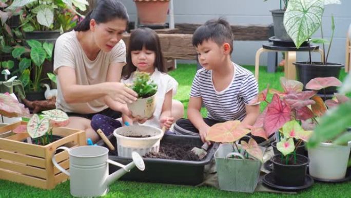 家庭正在帮助在家庭花园中一起盛放和种植鲜花。幸福的家庭概念。