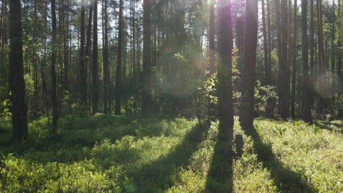 夏季森林中的日出穿越森林丛林阳光