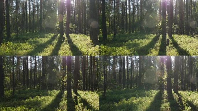 夏季森林中的日出穿越森林丛林阳光