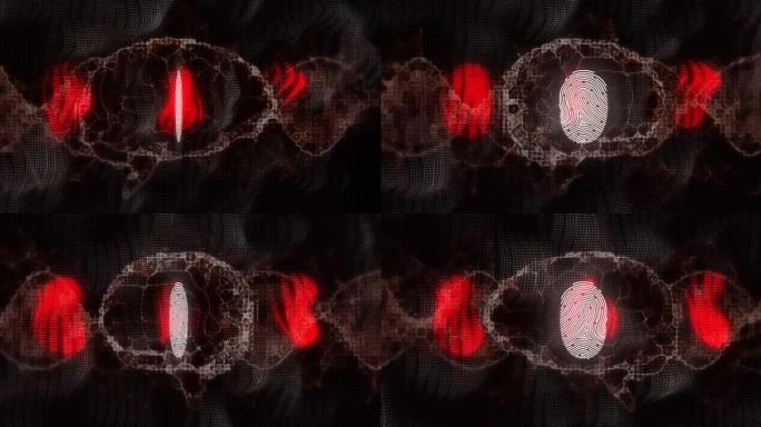 白色指纹和大脑的动画与发光的红色研究数据处理在黑色上