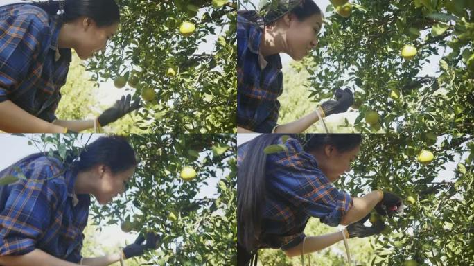 年轻女子在橙色农场工作，种植橙色水果以检查结果