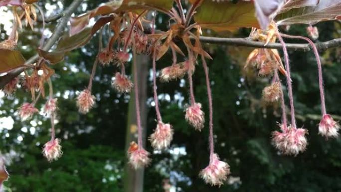 铜山毛榉树-花和叶