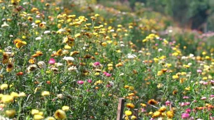 山坡上的Xerochrysum bracteatum花田盛开