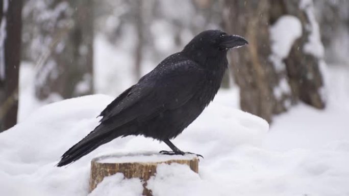 雪地里的乌鸦。一只黑乌鸦坐在白雪覆盖的树桩上。冬天的乌鸦特写。慢动作，高清。