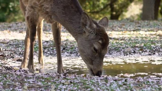 日本奈良公园的樱花水坑上的梅花鹿喝水