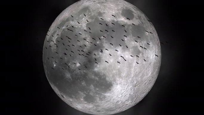 巨月前飞舞的鸟群的剪影
