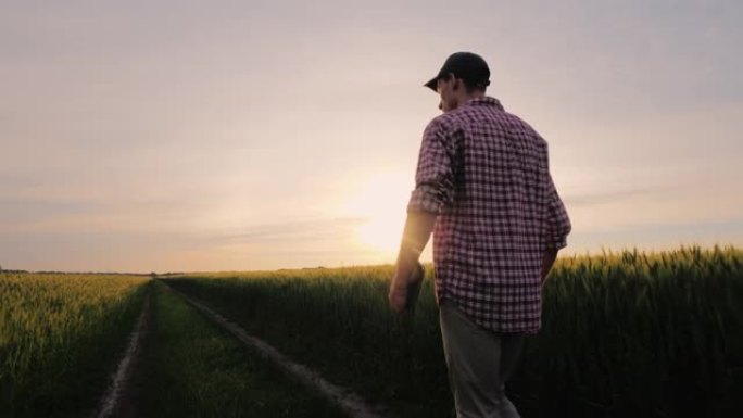 一个成功的农民在日落时沿着他的麦田行走。后视图