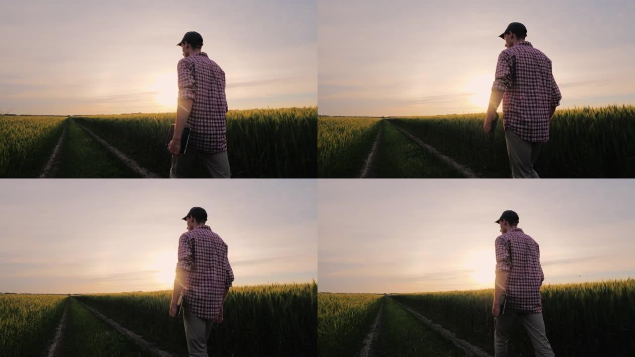 一个成功的农民在日落时沿着他的麦田行走。后视图
