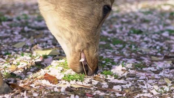 慢动鹿在奈良公园吃樱花的叶子。Cervus nippon放牧