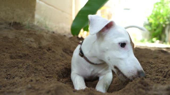 杰克罗素梗狗与挖洞的幸福