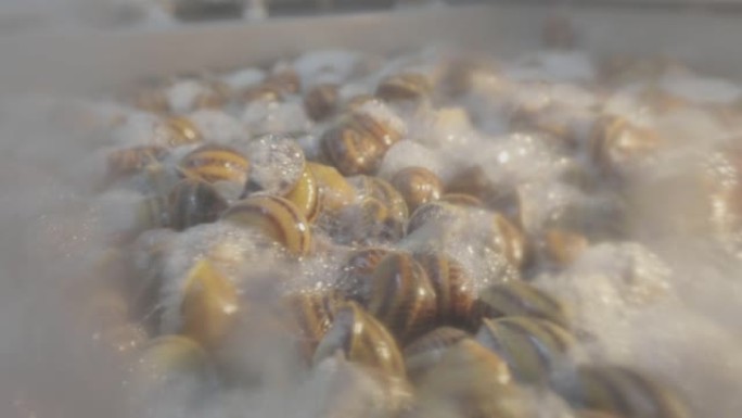 从蜗牛中分离出粘蛋白的过程。从蜗牛中提取粘蛋白