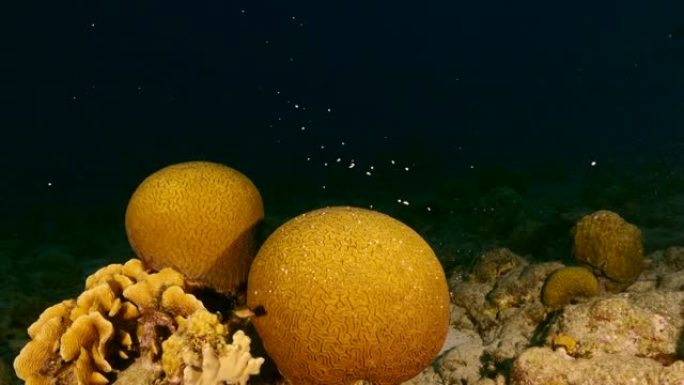 库拉索岛加勒比海珊瑚礁中带有沟状脑珊瑚产卵的海景