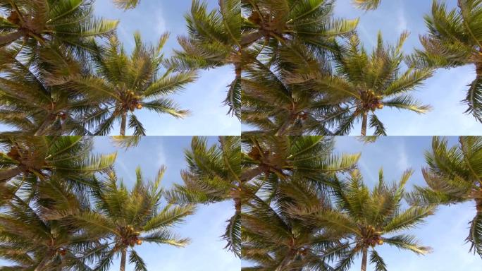 从棕榈树下的夏季场景看