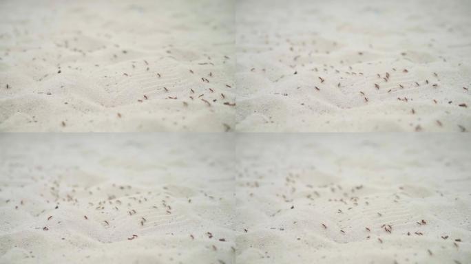 沙群昆虫的大蚁群迁移选择性聚焦