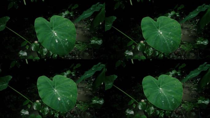 新鲜的绿色新芋头colocalia象耳植物或带有雨滴或晨露的Arbi叶。这种湿地观赏植物由于其蜂窝状