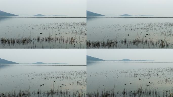 4k航拍苏州太湖，湖水中的芦苇和野鸭