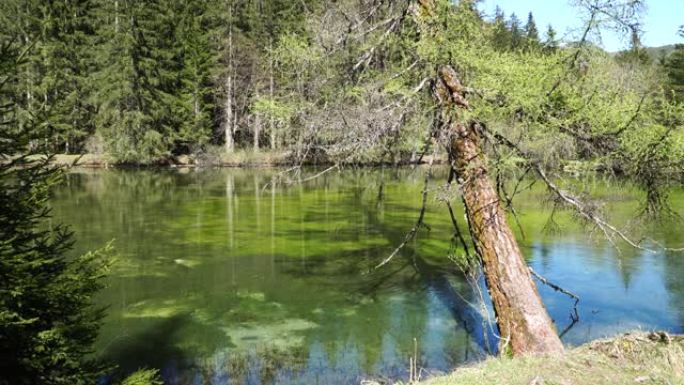 奥地利施蒂里亚州Hochschwab地区绿湖附近的翡翠绿色Pfarrerteich