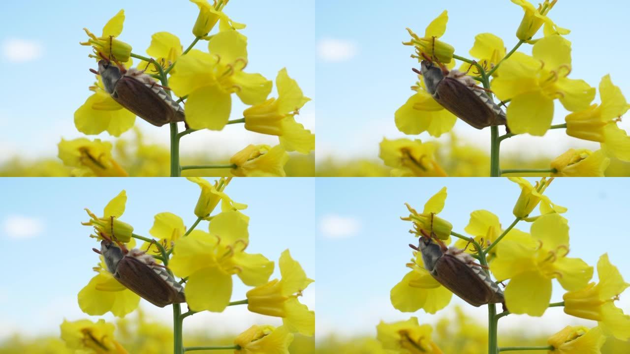 大甲虫上油菜花黄花菜籽油农业田。春天美丽盛开的油菜籽田蓝天。油菜籽背景蓝天上的黄色油菜花特写。