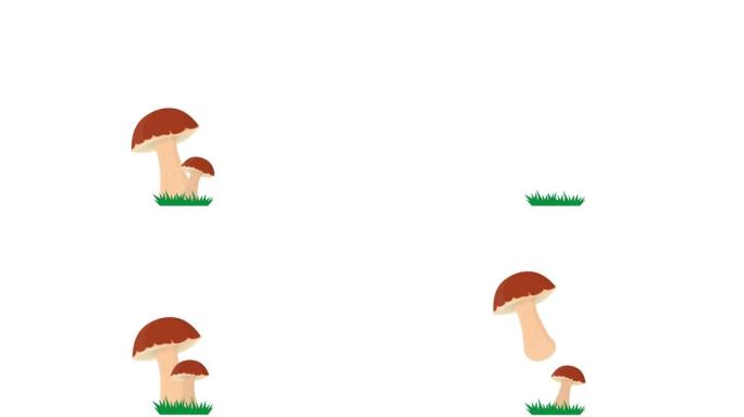 牛肝菌。生长蘑菇的动画。卡通