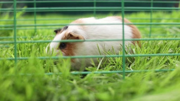 有趣的豚鼠在笼子里散步，在户外的花园里吃草