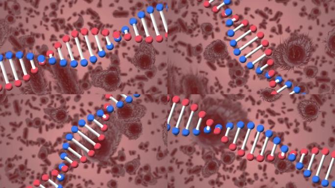 dna链纺丝和宏观covid 19细胞的动画